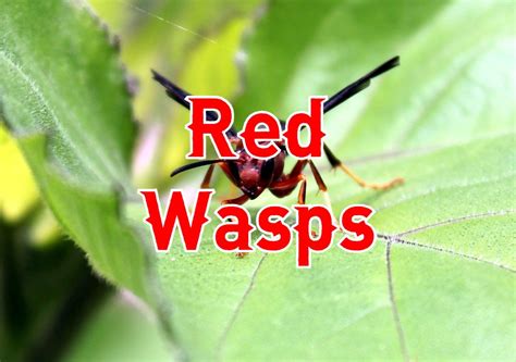 19 Amazing Red Wasps (Pictures And Identification Guide)